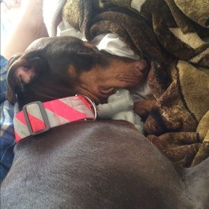 Meet your Posher, Heidi